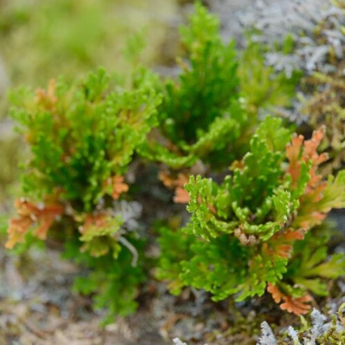 庭のいわひばの写真