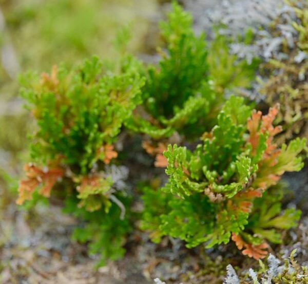 庭のいわひばの写真