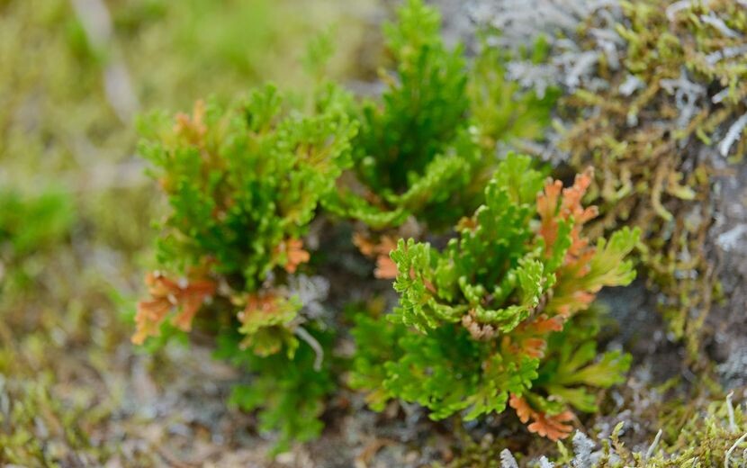 庭のいわひばの写真