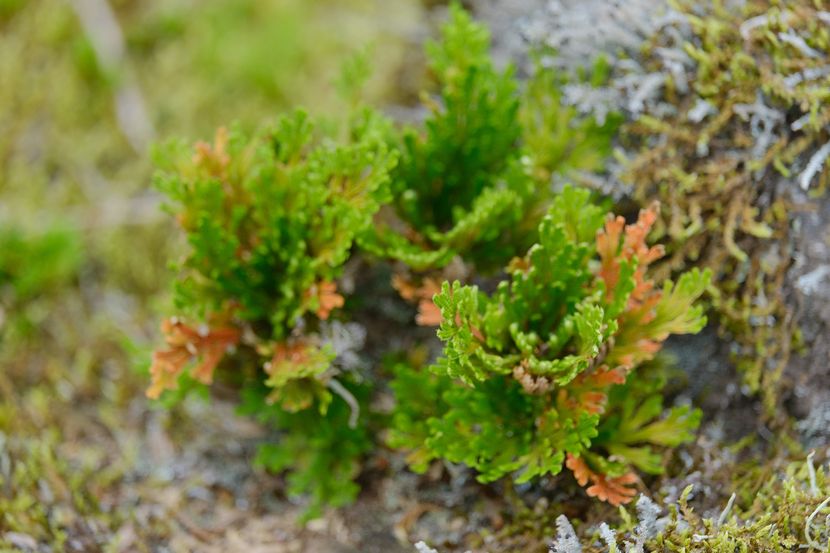 庭のいわひばの写真