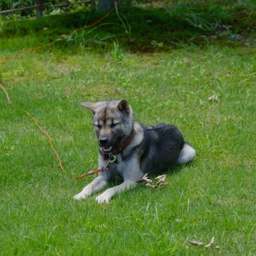 我が家の愛犬の紀州犬