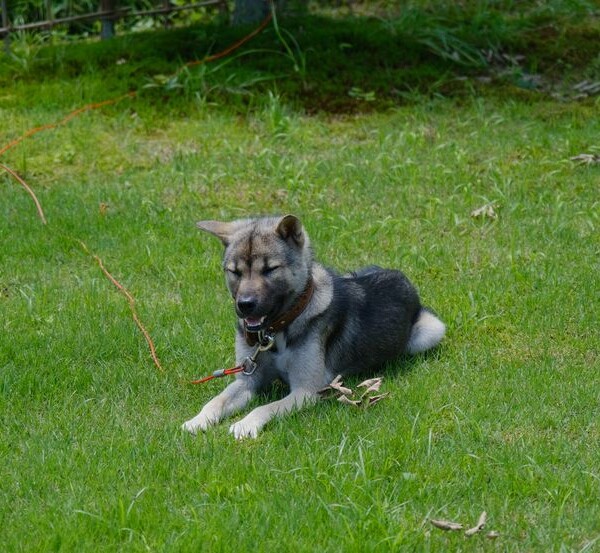 我が家の愛犬の紀州犬