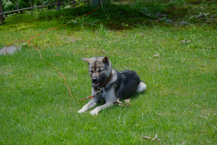 我が家の愛犬の紀州犬