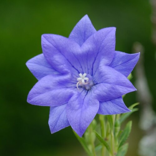 庭のきれいな花の写真