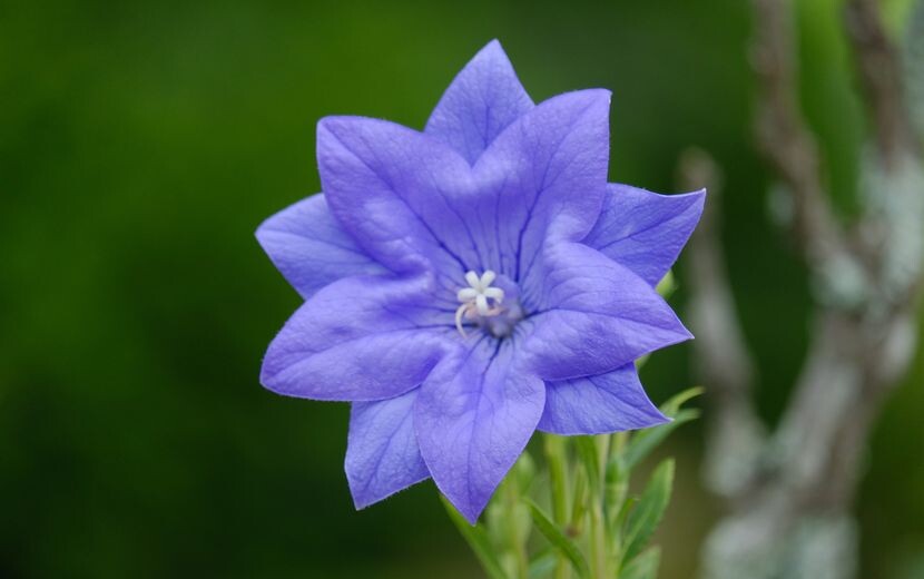庭のきれいな花の写真