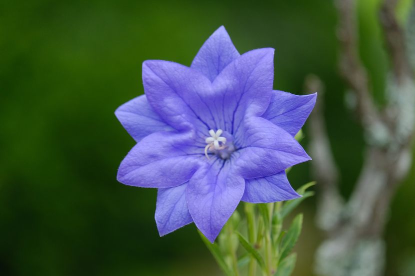 庭のきれいな花の写真