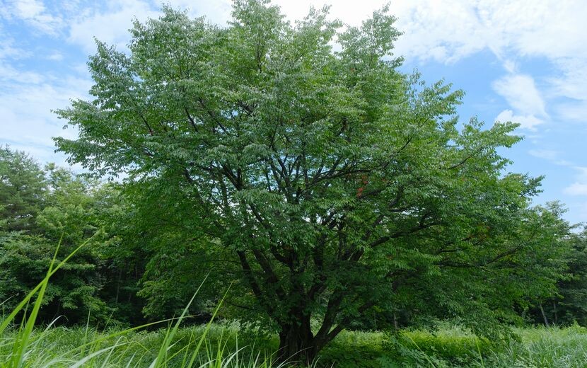 近所の豆桜の大木の夏の風景