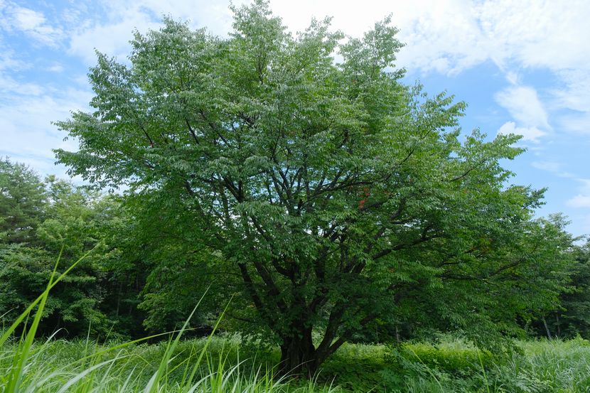 近所の豆桜の大木の夏の風景