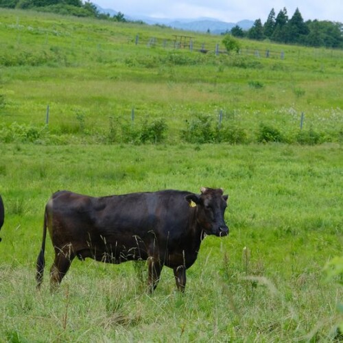 ある牧場の牛の風景