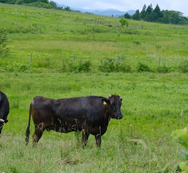 ある牧場の牛の風景