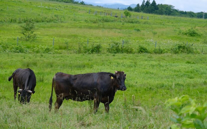 ある牧場の牛の風景