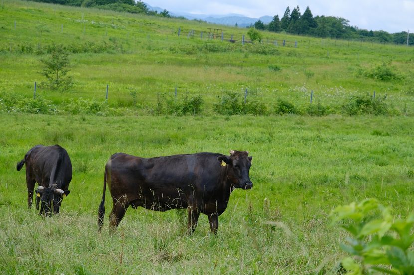 ある牧場の牛の風景