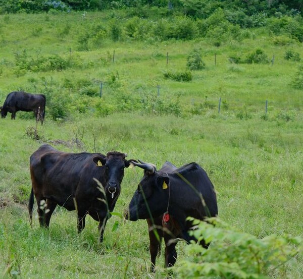 ある牧場の牛の放牧の風景
