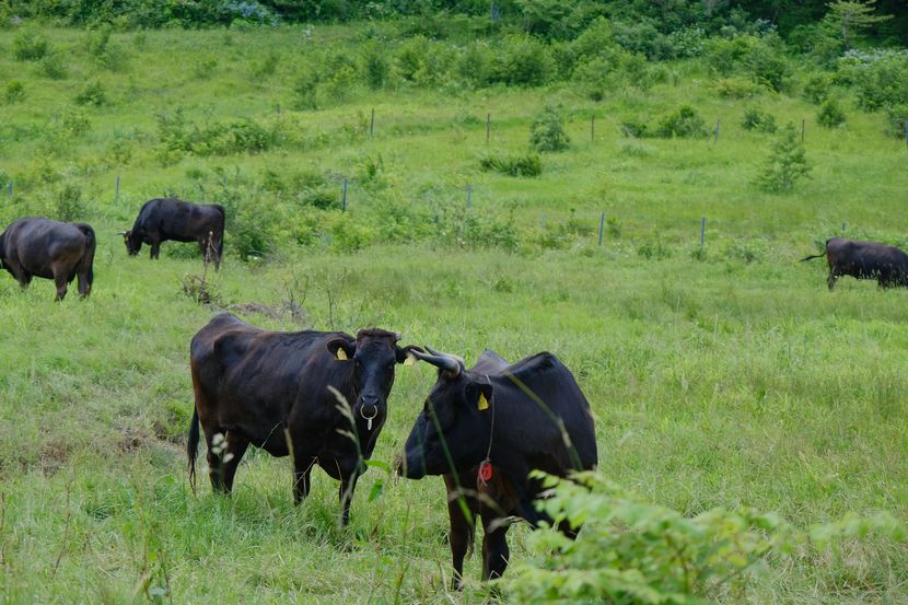 ある牧場の牛の放牧の風景