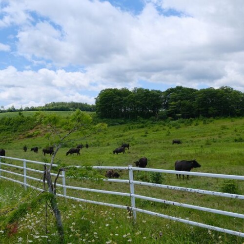 ある牧場の放牧牛の風景
