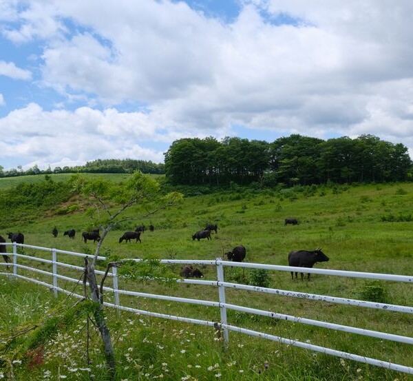 ある牧場の放牧牛の風景