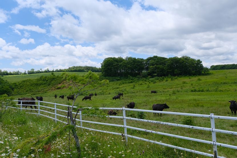 ある牧場の放牧牛の風景